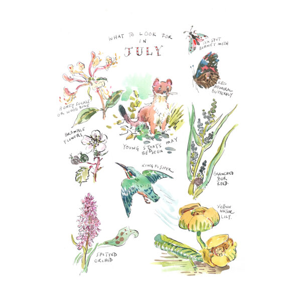 Greeting Card Pack “What to Look for…” - Image 8