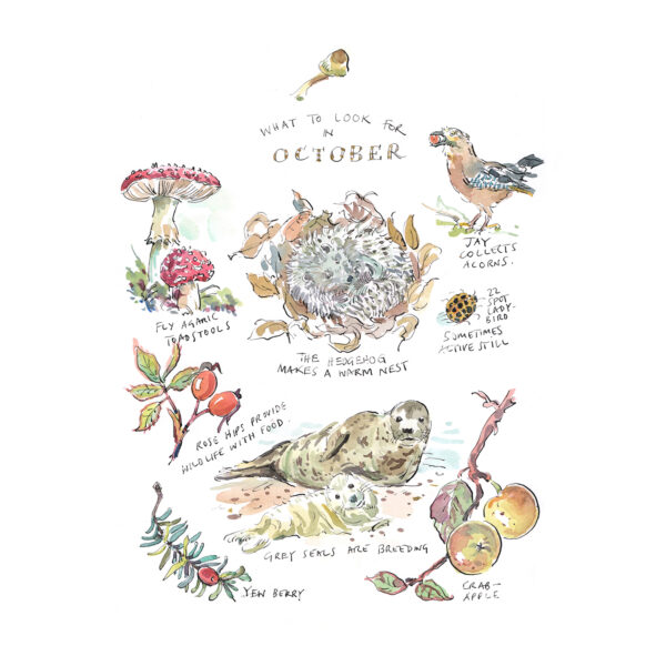 Greeting Card Pack “What to Look for…” - Image 11