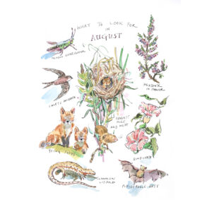 PRE-ORDER Print "What to look for in “August”