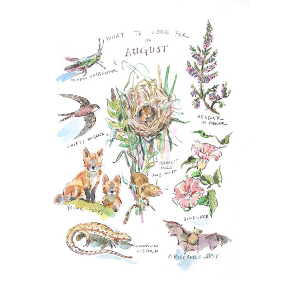 Greeting Card Pack “What to Look for…” - Image 9