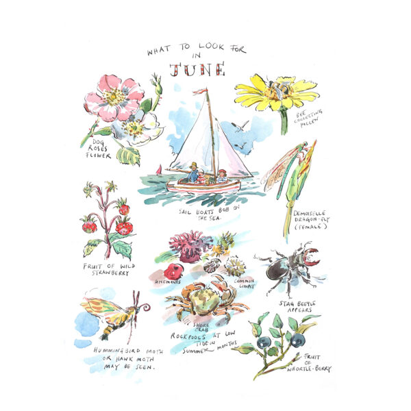 Greeting Card Pack “What to Look for…” - Image 7