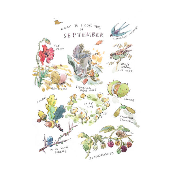 Greeting Card Pack “What to Look for…” - Image 10