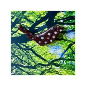 Brooch 6
