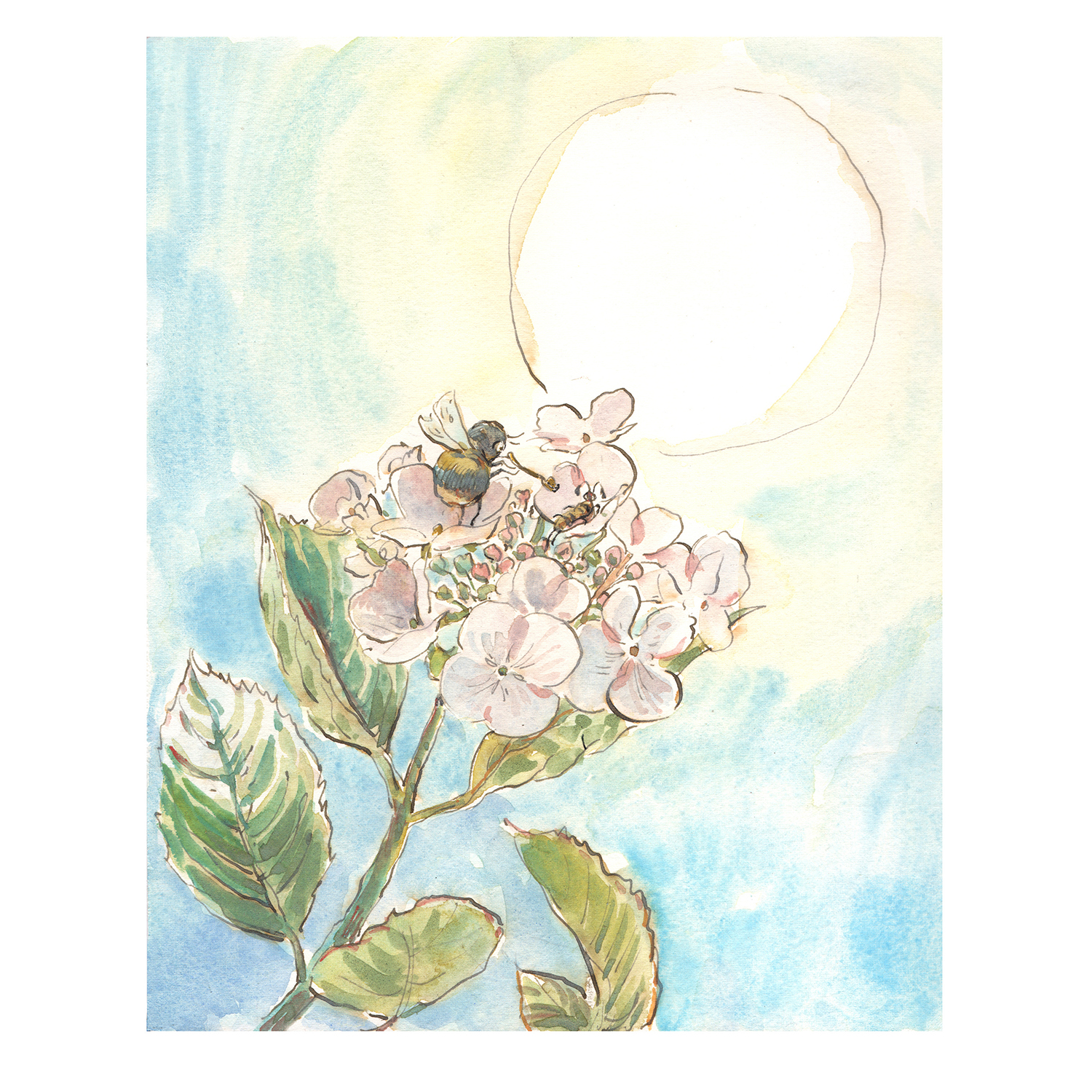 NEW PRE-ORDER PRINT “Bee on Hydrangea”