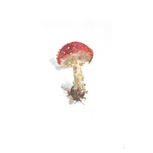 PRE-ORDER PRINT “Toadstool Study”